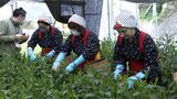 13日の新茶初取引前に 高級茶「高嶺の香」摘み取り　香りよく例年高値＝静岡市清水区|TBS NEWS DIG