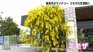 「予想以上に咲いてくれてうれしい」高知県香南市のワイナリーでミモザの花が満開に　|　高知のニュース・天気｜KUTV NEWS | KUTVテレビ高知