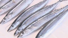 サンマの資源管理を話し合う国際会議で、漁獲枠を10％削減する方向で議論　専門家からは実効性に疑問の声も| TBS CROSS DIG with Bloomberg