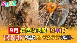 猛暑で異変!?「今年はオオスズメバチの年」目立たない場所に巣を作る“最凶”スズメバチの対処法を研究者に聞く【ひるおび】|TBS NEWS DIG