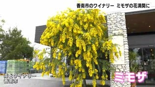 「予想以上に咲いてくれてうれしい」高知県香南市のワイナリーでミモザの花が満開に　|　高知のニュース・天気｜KUTV NEWS | KUTVテレビ高知
