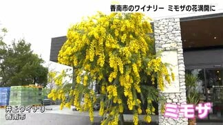 「予想以上に咲いてくれてうれしい」高知県香南市のワイナリーでミモザの花が満開に | 高知のニュース・天気|KUTV NEWS | KUTVテレビ高知