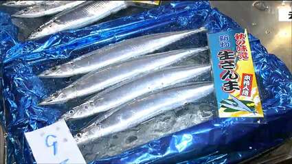 最高値はキロ9万円！10年ぶりの大ぶりなサンマ13t入荷 仙台市中央卸売