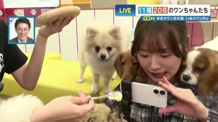 犬飼えないけど触れ合いたい…“11種20匹” 赤ちゃんわんこだらけの