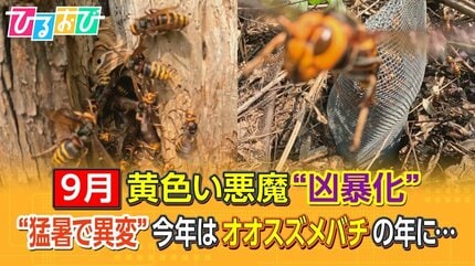 猛暑で異変！？「今年はオオスズメバチの年」目立たない場所に巣を作る