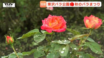 雨に濡れても美しい！ 東沢バラ公園で「秋のバラまつり」スタート 週末