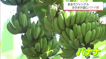 まるでジャングル・・・カラオケ店にバナナ5万本！1本の苗木から50年
