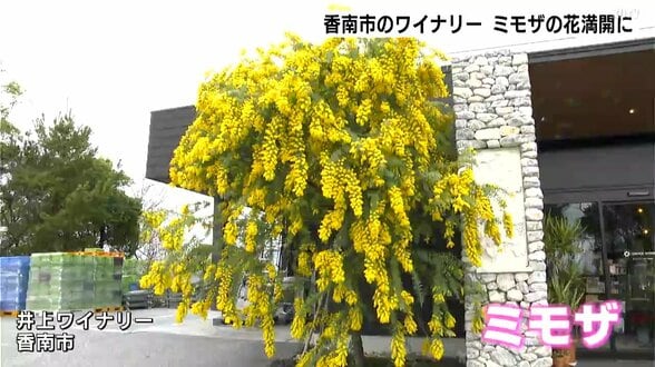 「予想以上に咲いてくれてうれしい」高知県香南市のワイナリーでミモザの花が満開に　|　高知のニュース・天気｜KUTV NEWS | KUTVテレビ高知