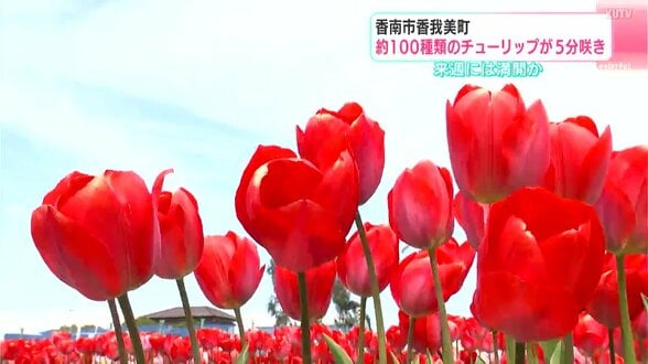 「いやされますね～」来週には満開か　約100種類のチューリップが5部咲き　【高知・香南市】　|　高知のニュース・天気｜KUTV NEWS | KUTVテレビ高知