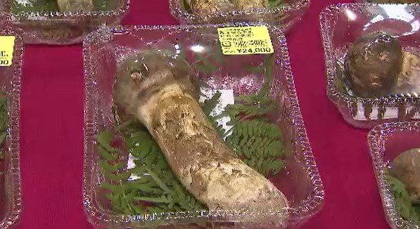 7000円から2万4000円の「マツタケ」60パックが店頭に…信州・青木村の道の駅に秋の味覚…記録的不作の2025年より入荷が2週間ほど早い「大勢の皆さんに食べていただきたい…」　|　SBC NEWS | 長野のニュース | SBC信越放送