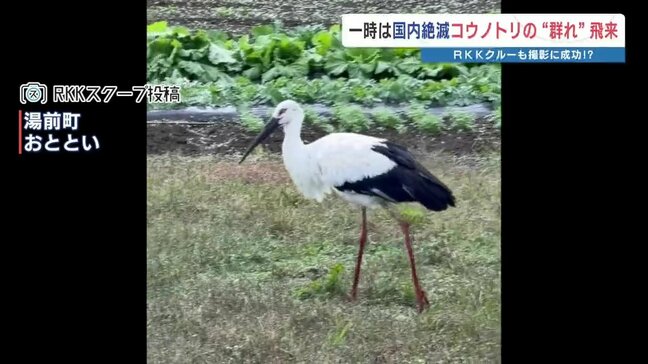 コウノトリ　複数羽の目撃情報　取材チームが急行すると・・・　熊本|TBS NEWS DIG
