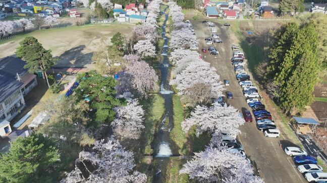 【映像】観音寺川の桜 福島・猪苗代町【カメラめせん㉗】|TBS NEWS DIG