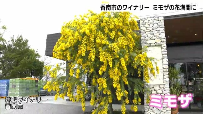 「予想以上に咲いてくれてうれしい」高知県香南市のワイナリーでミモザの花が満開に|TBS NEWS DIG