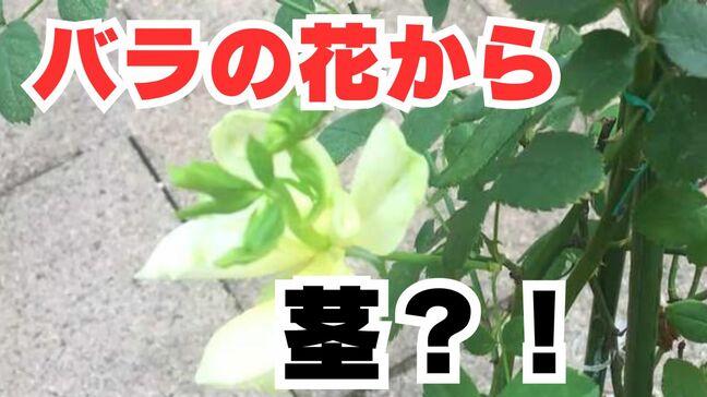 「バラの花から『茎』が出た？！」花の先にもう1つの花が「2段咲き」いったい何が起きたのか？専門家に聞いてみると【岡山】|TBS NEWS DIG