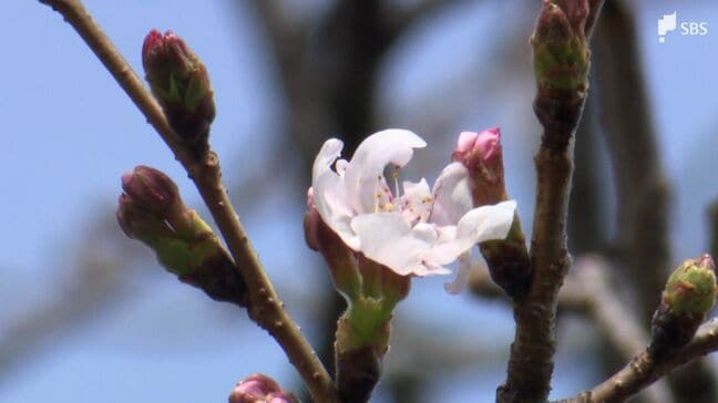 静岡の桜の開花はいつ？ 隣の甲府・名古屋は史上最速で開花 標本木で見えた「花びら」と今後の見通し|TBS NEWS DIG