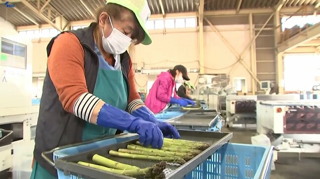 アスパラガスの本格的な出荷に向け、選果作業開始　岩手県北上市|TBS NEWS DIG