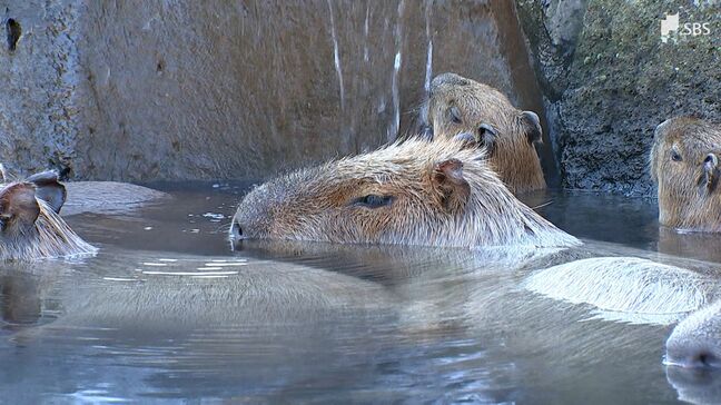 「3度目の正直」ならず…カピバラ長風呂対決 静岡代表「トリュフ」は1時間26分で3位 2年連続準優勝から雪辱果たせず|TBS NEWS DIG
