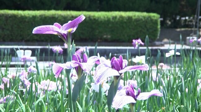 「かわつ花菖蒲園」が閉園へ 6月1日から14日までの一般開放が見納めに 89種類約1万1,000本【香川・坂出市】|TBS NEWS DIG