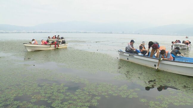 親子など約100人が参加　諏訪湖で繁茂するヒシの除去作業|TBS NEWS DIG