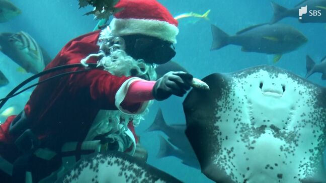 魚たちへのクリスマスプレゼント...水族館でサンタ姿のダイバーが餌付けショー=静岡・下田市|TBS NEWS DIG