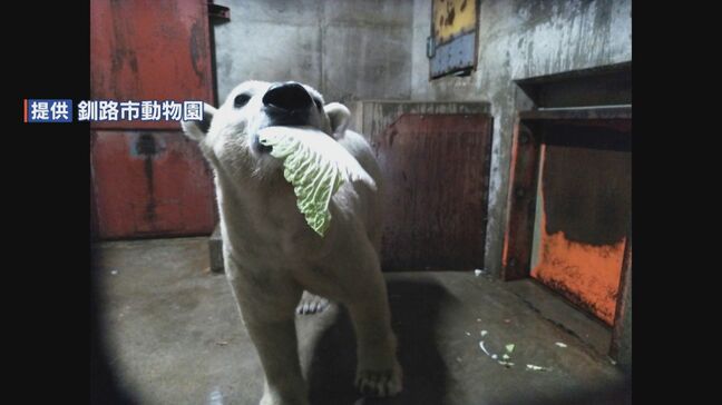 ホッキョクグマ「マルル」熊本→北海道 “1640キロの大移動”　到着後にハクサイやアジ食べる|TBS NEWS DIG