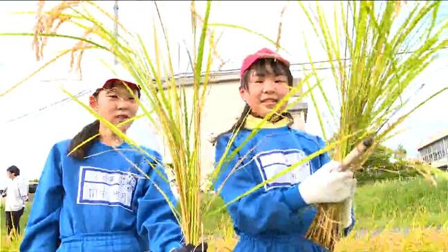 「自分で作ったおコメを早く食べてみたい」小学生が稲刈りに挑戦! 新潟市西区|TBS NEWS DIG