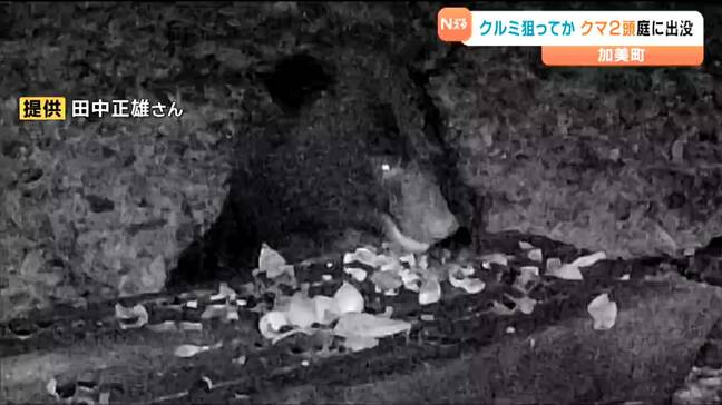 【クルミ食べるクマ映像有】クマ非常事態宣言中の町で民家に2頭のクマ出没 宮城・加美町|TBS NEWS DIG