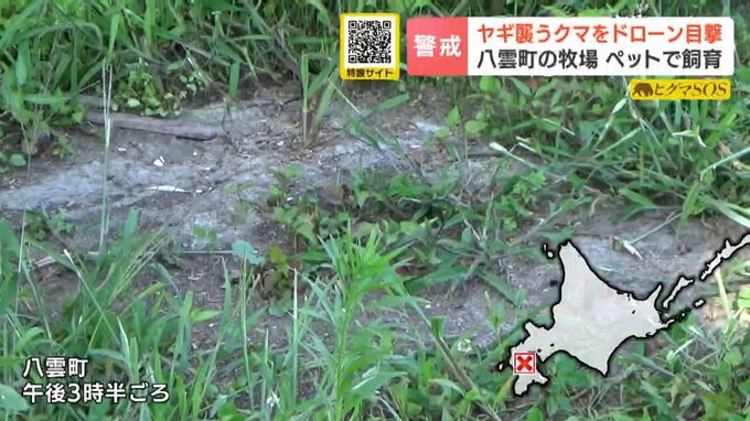 【クマ出没】牧場で飼育のヤギを襲撃「クマが連れ去ったのでは」通報でドローン出動…約100ｍ引きずり川近くで捕食するクマを発見　北海道・八雲町|TBS NEWS DIG