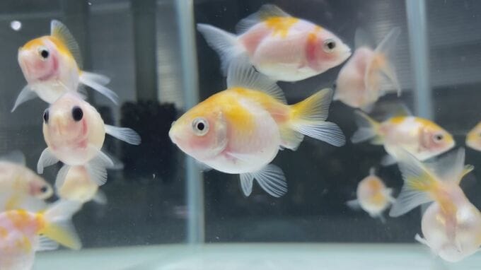 現役のベテラン庭師が開店した、メダカ中心の「水族館」　オープンの背景には造園業の厳しい現実も|TBS NEWS DIG