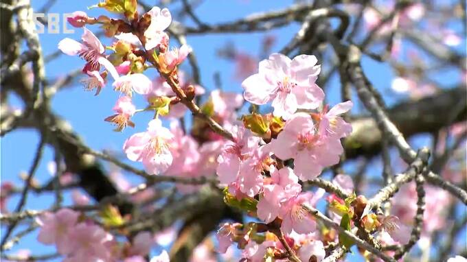 サクラ開花予想　「各地で平年より7日前後早い開花に」長野は4月3日　松本・上田は3月31日　伊那が4月1日　飯田3月27日　千曲市のアンズは3月27日開花予想|TBS NEWS DIG