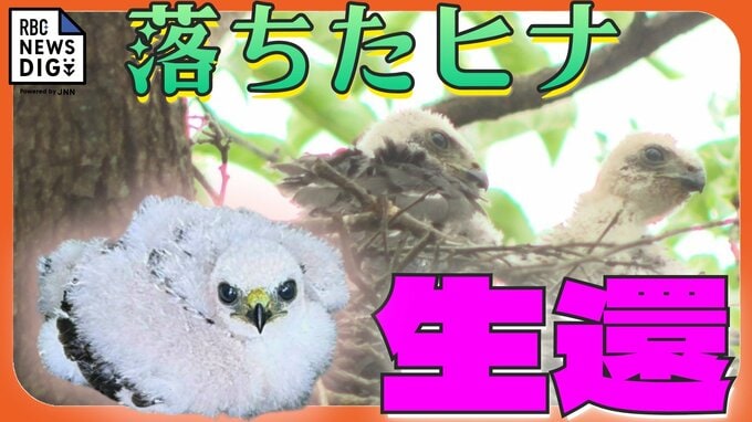 樹上5メートルの巣から落ちた猛禽類「ツミ」のヒナ… 猫の脅威に耐え5日、見かねた人たちの手で奇跡の生還|TBS NEWS DIG