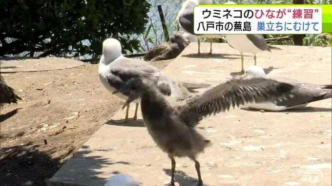 大空を夢見て一所懸命に“ばたばた”　ウミネコのヒナたちが巣立ちにむけて羽ばたく練習に奮闘中！　訪れた人たちはけなげな姿に心を掴まれ「元気をいただきました」　ウミネコの繁殖地・青森県八戸市の「蕪島」|TBS NEWS DIG