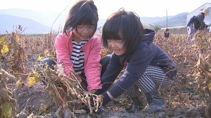 大粒で甘みが人気　クロダマル収穫体験と加工品マルシェ　大分　|　大分のニュース｜OBS NEWS｜大分放送