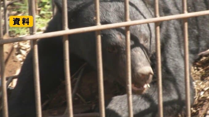 酒田市の小学校近くでクマ目撃　通学時間に警察が巡回し警戒続く（山形）|TBS NEWS DIG