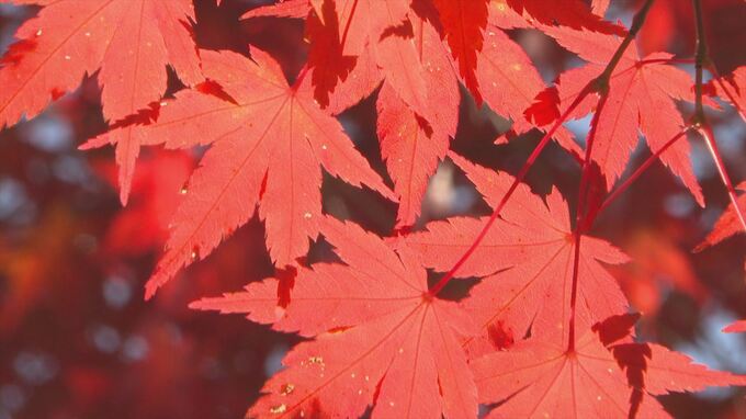 湖畔の紅葉　モミジやシラカバが美しいグラデーション　北杜市須玉町・みずがき湖|TBS NEWS DIG