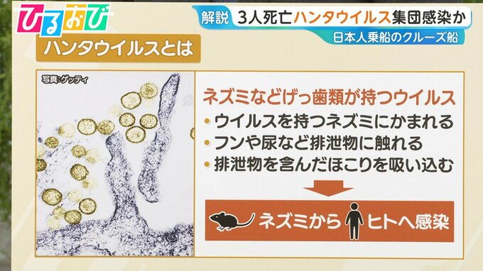 クルーズ船で“集団感染”か「ハンタウイルス」とは　専門家「日本国内で広がる可能性は低い」【ひるおび】|TBS NEWS DIG