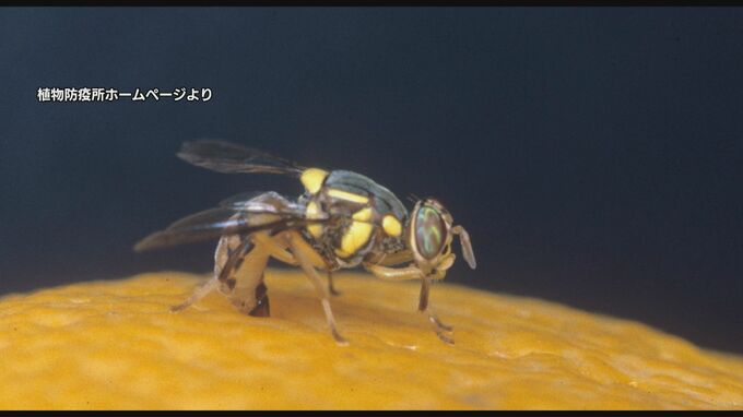 カンキツ類はじめ果物や野菜を腐らせる“重要害虫” 「ミカンコミバエ」長崎県内で今年度初捕獲　|　長崎のニュース | 天気 | NBC長崎放送
