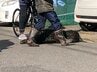 【続報】新潟市の住宅街に1m30㎝のイノシシ出没　次々に車に体当たり…4時間後に駆除　　|　新潟のニュース・天気｜BSN NEWS｜BSN新潟放送