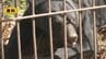 住宅街近くの雑木林でクマが目撃される　市が注意呼びかけ（山形市）　|　山形のニュース│TUYテレビユー山形