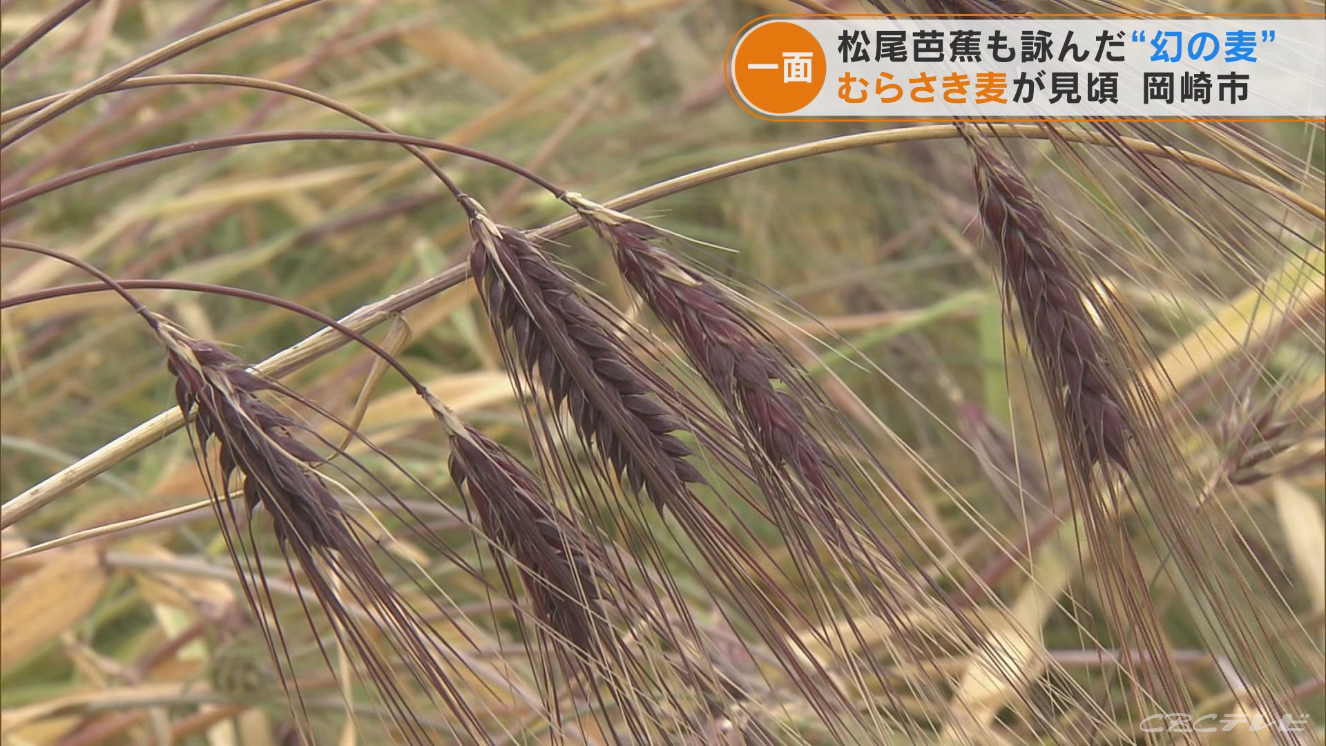 松尾芭蕉も詠んだ“幻の麦”　むらさき麦が見ごろに　愛知・岡崎市