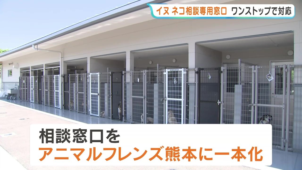 野良猫の苦情、どこに言えばいい？ 熊本県内の相談先を新設一本化 専用