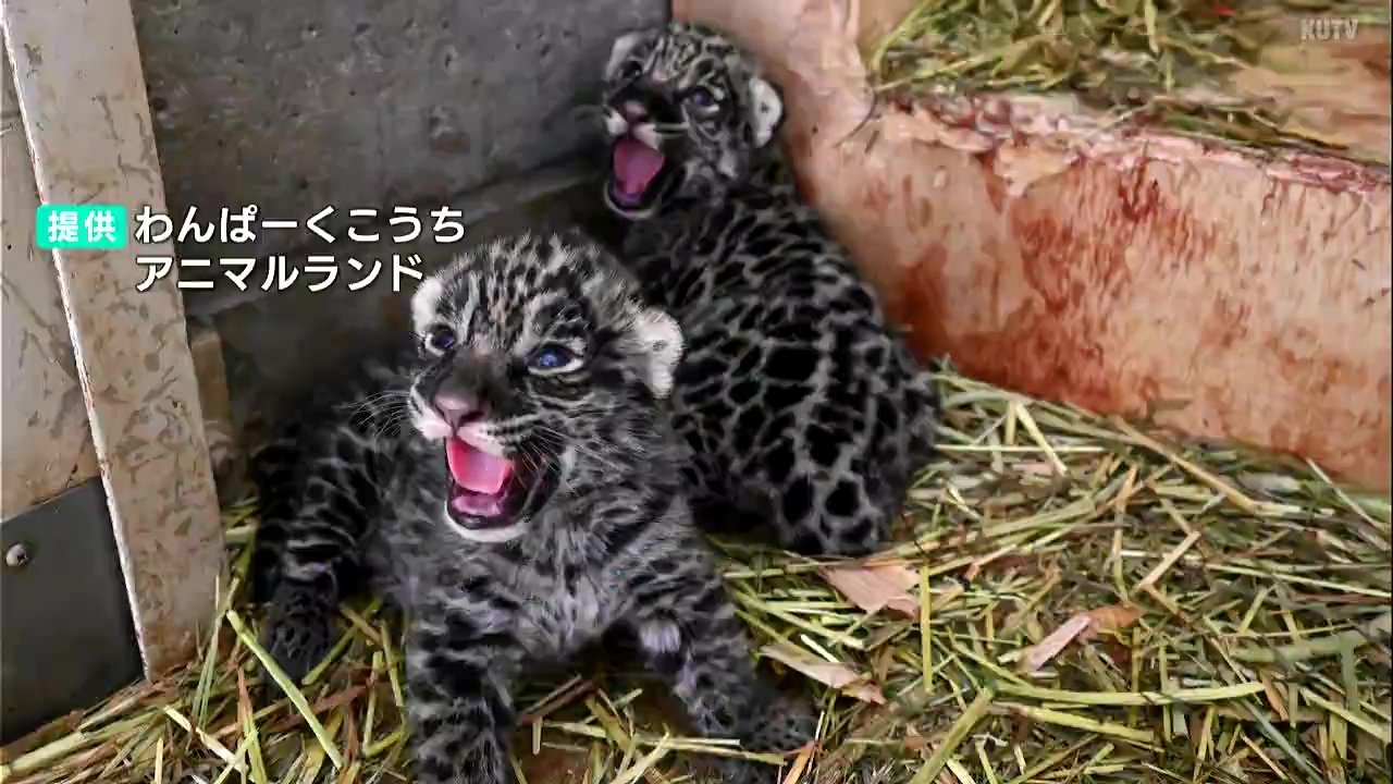 ジャガーの双子の赤ちゃん誕生　一般公開は6月上旬の予定　全国で25頭しか飼育されず