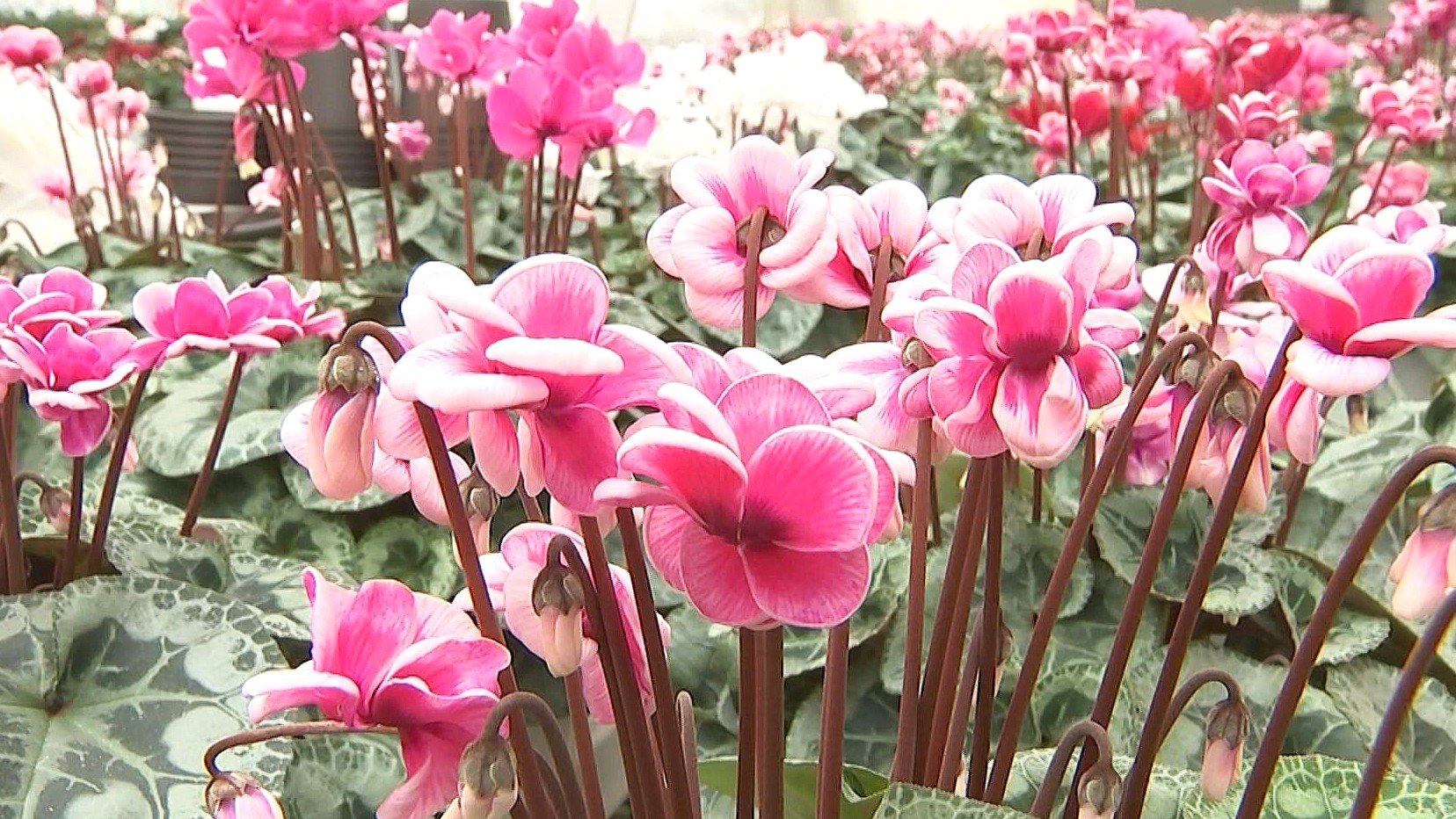 シクラメンの出荷最盛期 20品種6万鉢が冬を彩る 大分・玖珠町 | 大分の
