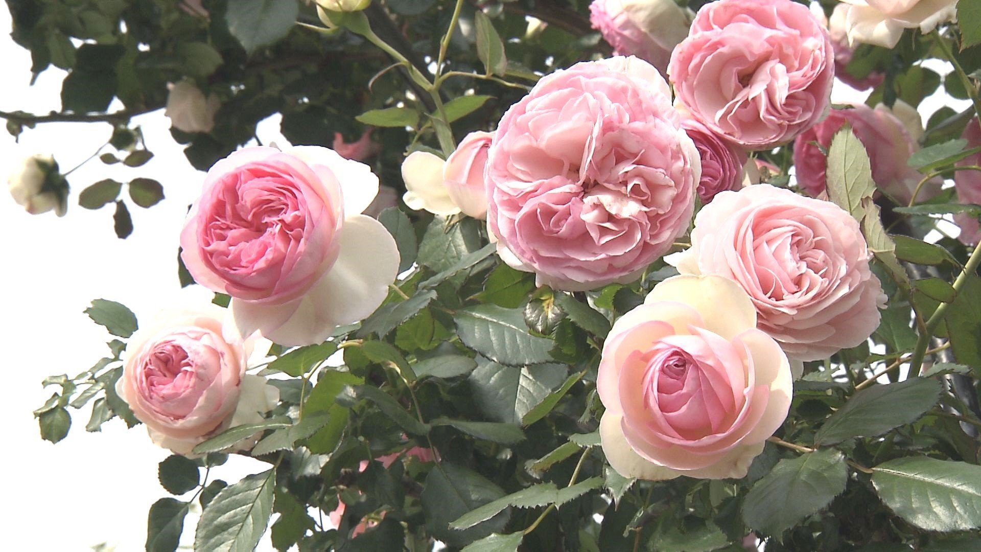 住宅の庭園がバラでいっぱい「奇跡のバラ」といわれる希少品種も咲誇る　大分　