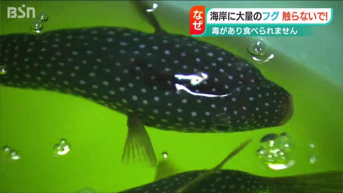 フグはなぜ 新潟に押し寄せてきたのか？「大量漂着はまたとない