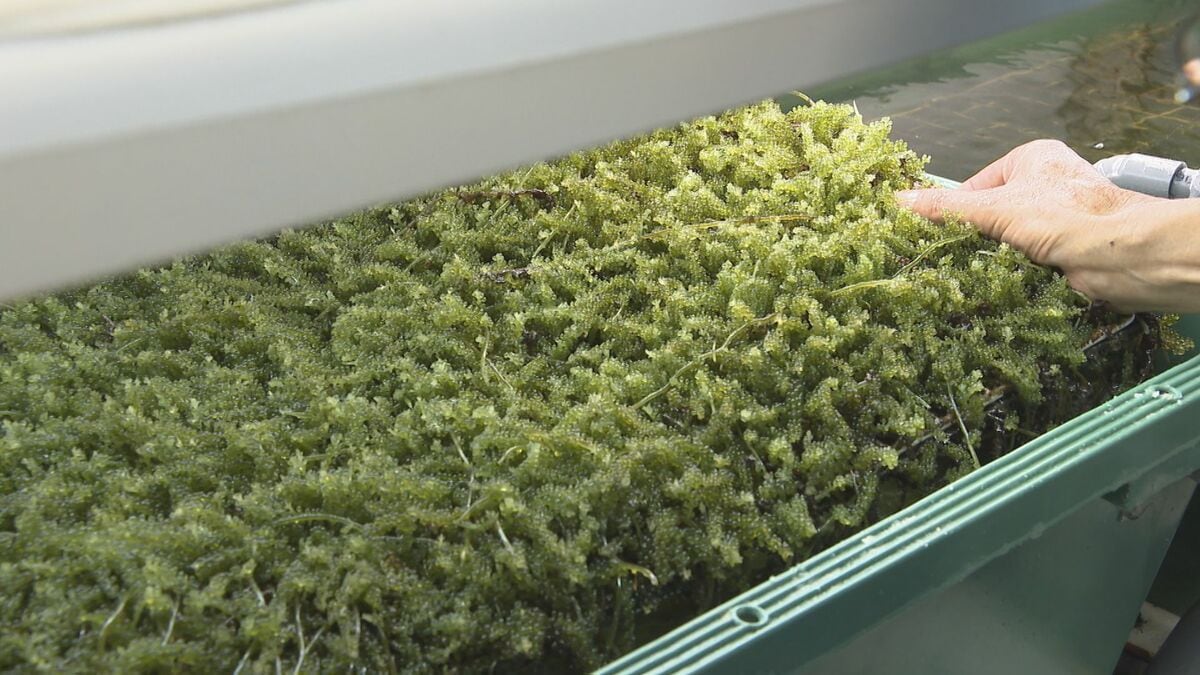 温泉水で「海ぶどう」の陸上養殖に成功　3年の苦労乗り越え、まもなく一般販売へ