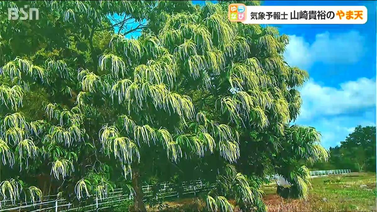 サムネイル_【お天気クイズ】梅雨の季節を知らせる花は何でしょう? ヒントは“秋の味覚” 白いブラシのように咲き 独特の香りを放ちます