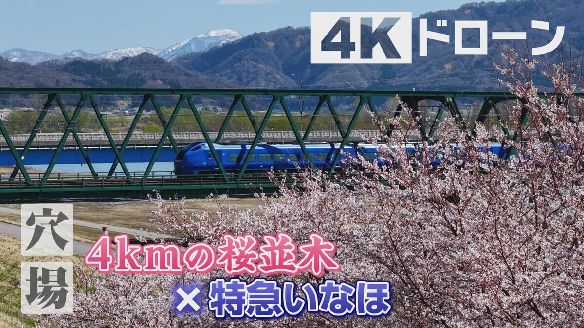 サムネイル_4km続く桜並木×「特急いなほ」“今だけの桜吹雪”　穴場スポット「荒川堤防桜づつみ」　新潟・村上市