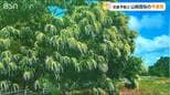 【お天気クイズ】梅雨の季節を知らせる花は何でしょう? ヒントは“秋の味覚” 白いブラシのように咲き 独特の香りを放ちます|TBS NEWS DIG