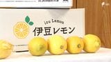 新ブランド「伊豆レモン」熱海でデビュー 酸味とコクの秘密は「魚のアラ」肥料 伊豆レモンサイダーも登場 =静岡|TBS NEWS DIG